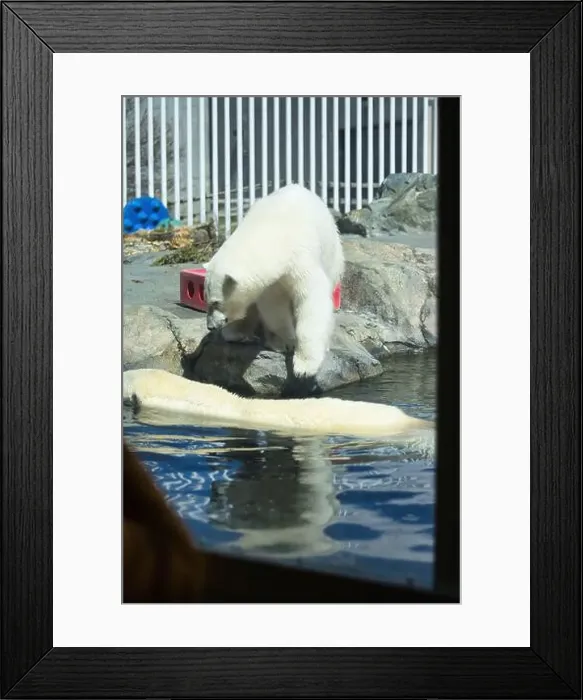 Framed Print : Poloar bear standing over a polar bear swimming in the water on a sunny spring day at the Anchorage zoo in Alaska Framed Print : Poloar bear standing over a polar bear swimming in the water on a sunny spring day at the Anchorage zoo in Alaska