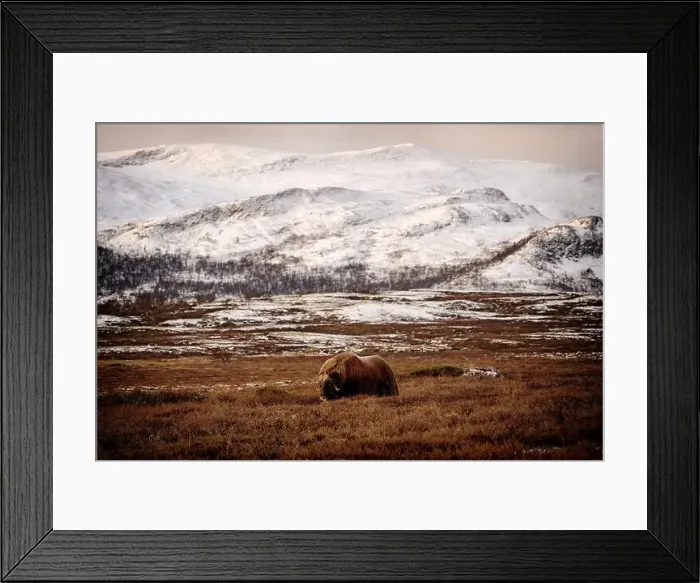 Framed Print : Northern muskox in winter mountains