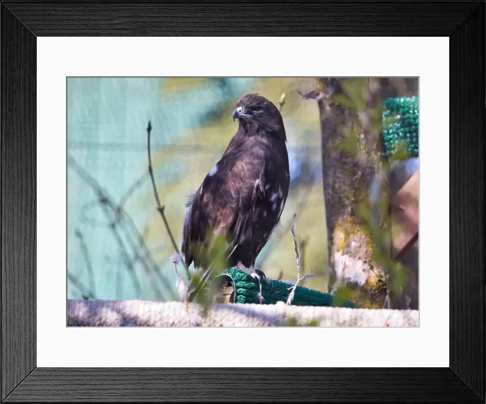 Framed Print : Brown hawk in a cage at the Anchorage zoo on a spring day Framed Print : Brown hawk in a cage at the Anchorage zoo on a spring day