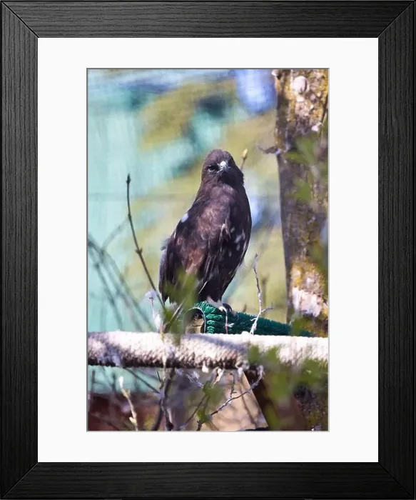 Framed Print : Hawk on a perch in a cage on a spring day at the Anchorage Zoo in Alaska Framed Print : Hawk on a perch in a cage on a spring day at the Anchorage Zoo in Alaska