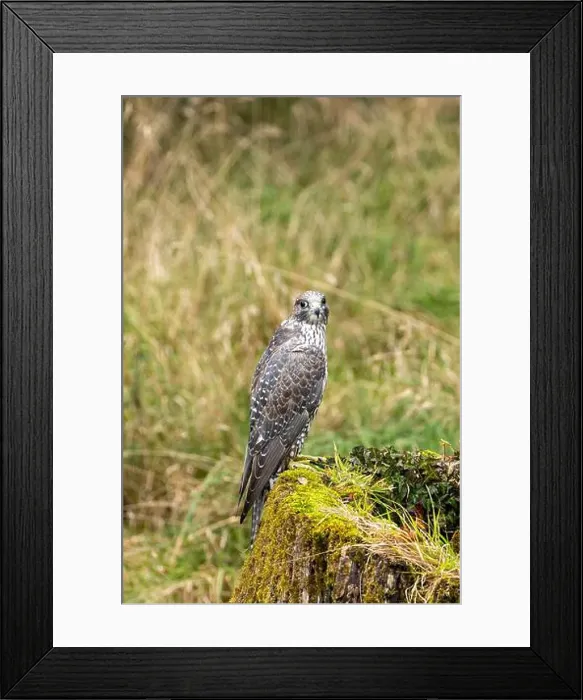 Framed Print : The Gyrfalcon is a carnivorous raptor preying on birds and mammals. Photo taken in Arctic tundra Framed Print : The Gyrfalcon is a carnivorous raptor preying on birds and mammals. Photo taken in Arctic tundra
