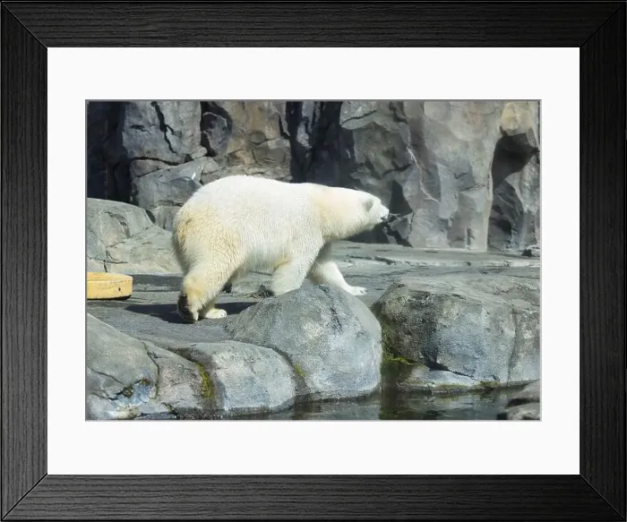 Framed Print : Side of polar bear walking in enclosure at the Anchorage zoo on a sunny spring day Framed Print : Side of polar bear walking in enclosure at the Anchorage zoo on a sunny spring day
