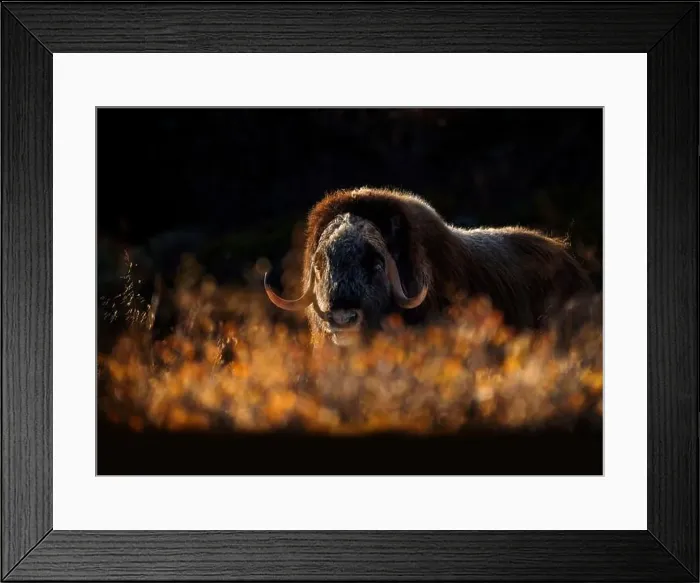 Framed Print : Northern muskox in winter mountains Framed Print : Northern muskox in winter mountains