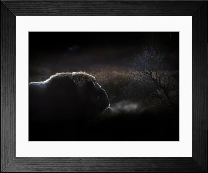 Framed Print : Northern muskox in winter mountains Framed Print : Northern muskox in winter mountains