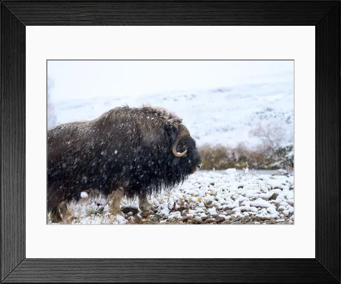 Framed Print : Northern muskox in winter mountains Framed Print : Northern muskox in winter mountains