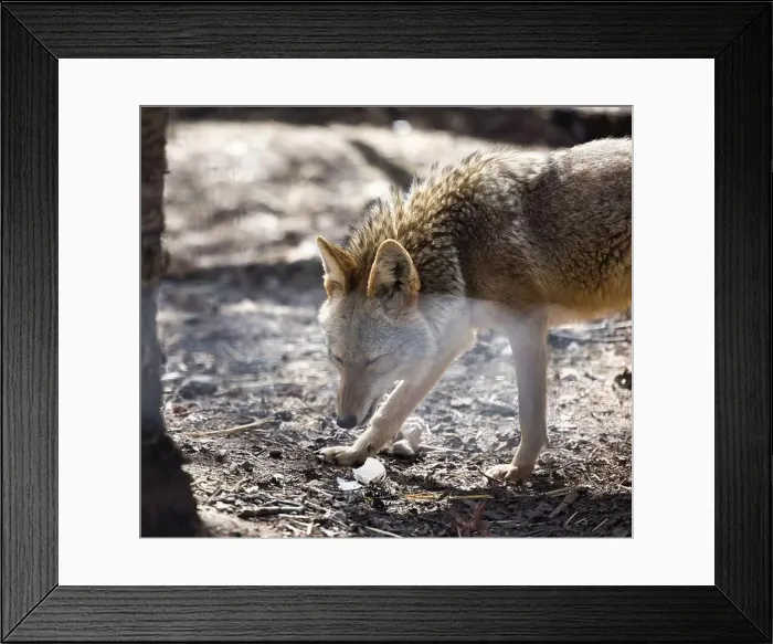 Framed Print : Coyote on a spring day at the Anchorage Zoo in Alaska Framed Print : Coyote on a spring day at the Anchorage Zoo in Alaska