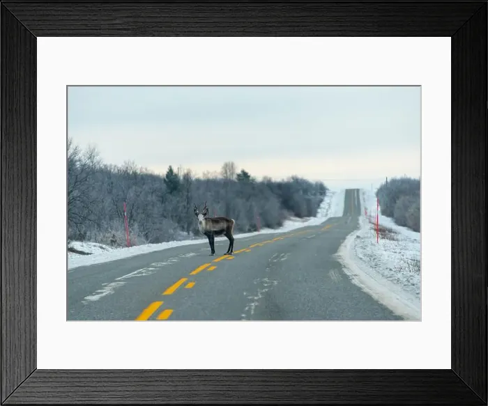 Framed Print : Reindeer in the Wild - Norway Framed Print : Reindeer in the Wild - Norway
