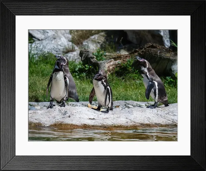 Framed Print : Group of Penguins stand on a Rock Together Near a Pond Framed Print : Group of Penguins stand on a Rock Together Near a Pond