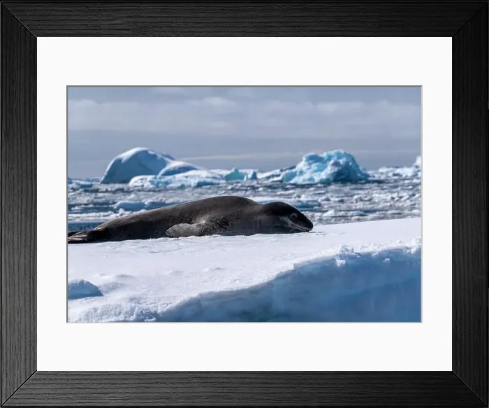 Framed Print : Leopard seal pup in Antarctica Framed Print : Leopard seal pup in Antarctica
