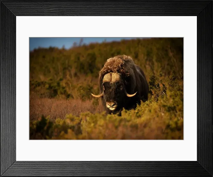 Framed Print : Northern muskox in winter mountains Framed Print : Northern muskox in winter mountains