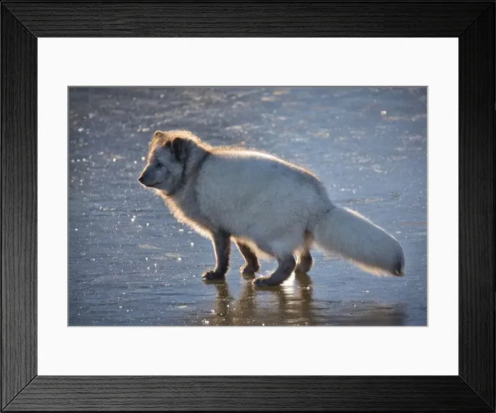 Framed Print : close up detailed backlit portrait of an arctic fox as it stands on the ice Framed Print : close up detailed backlit portrait of an arctic fox as it stands on the ice