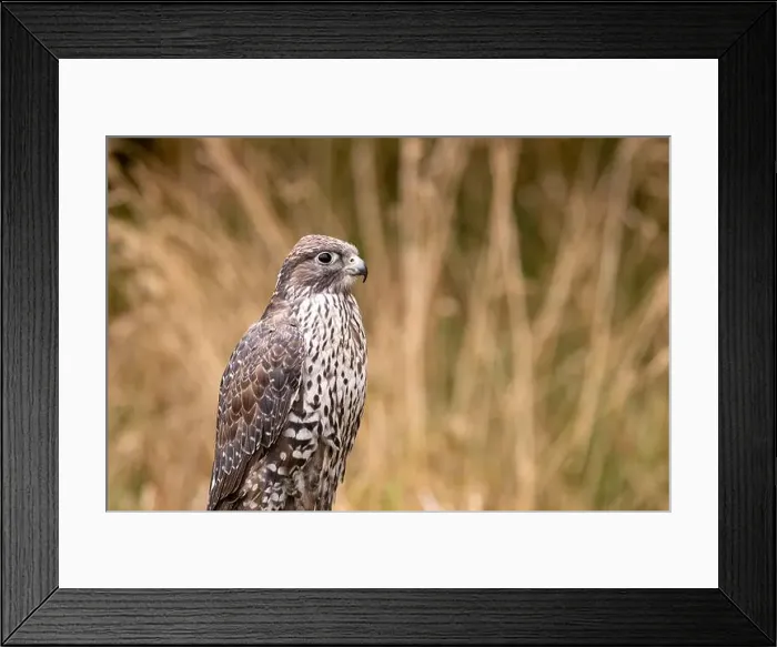 Framed Print : The Gyrfalcon is a carnivorous raptor preying on birds and mammals. Photo taken in Arctic tundra Framed Print : The Gyrfalcon is a carnivorous raptor preying on birds and mammals. Photo taken in Arctic tundra