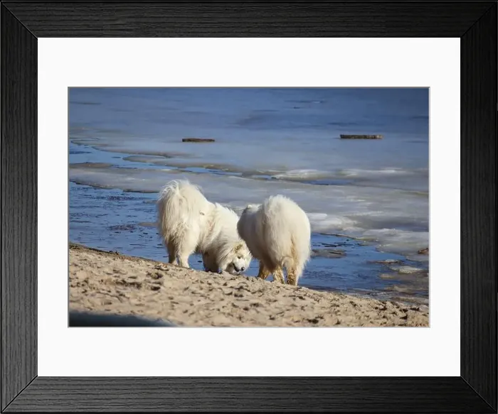 Framed Print : two white fluffy dogs by the sea, one of them is digging something in the sand Framed Print : two white fluffy dogs by the sea, one of them is digging something in the sand