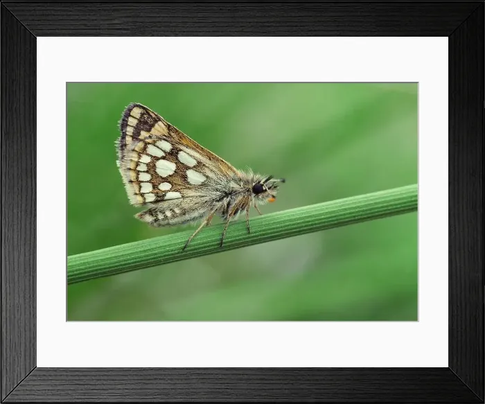 Framed Print : Chequered Skipper Butterfly resting on soft rush stem, Lochaber, Scotland, May Framed Print : Chequered Skipper Butterfly resting on soft rush stem, Lochaber, Scotland, May