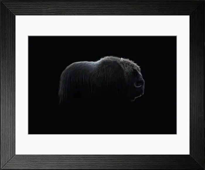 Framed Print : Northern muskox in winter mountains Framed Print : Northern muskox in winter mountains