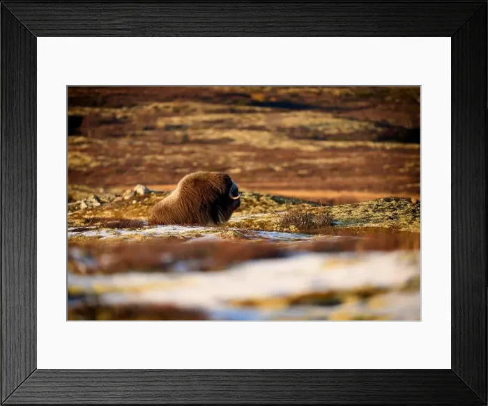 Framed Print : Northern muskox in winter mountains