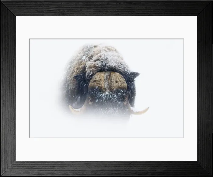 Framed Print : Northern muskox in winter mountains