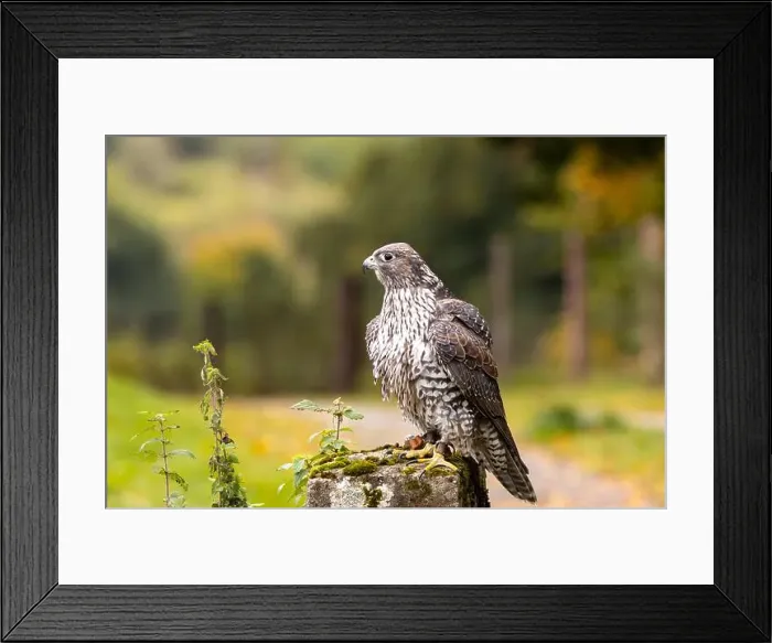 Framed Print : The Gyrfalcon is a carnivorous raptor preying on birds and mammals. Photo taken in Arctic tundra Framed Print : The Gyrfalcon is a carnivorous raptor preying on birds and mammals. Photo taken in Arctic tundra