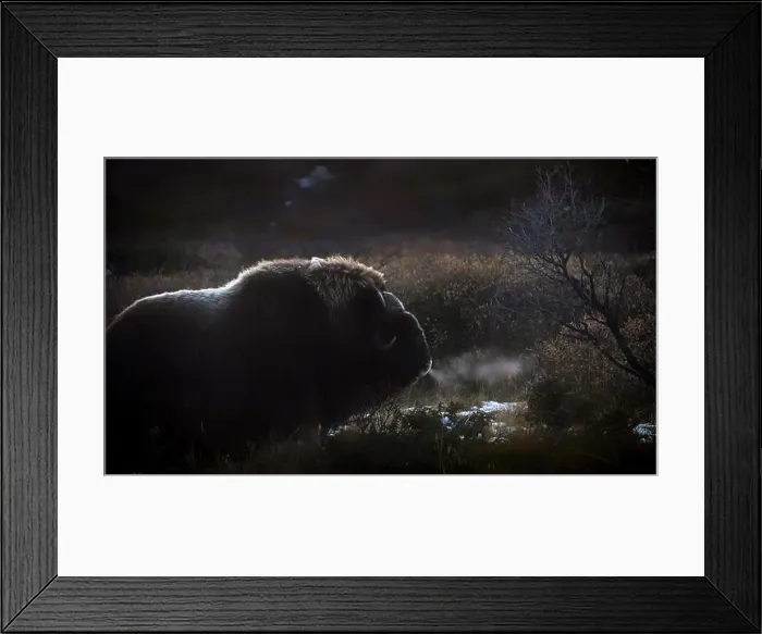 Framed Print : Northern muskox in winter mountains Framed Print : Northern muskox in winter mountains