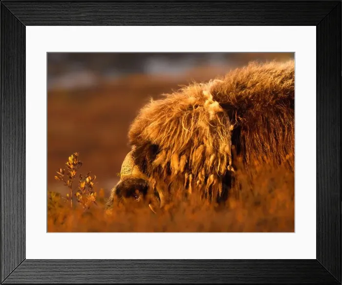Framed Print : Northern muskox in winter mountains