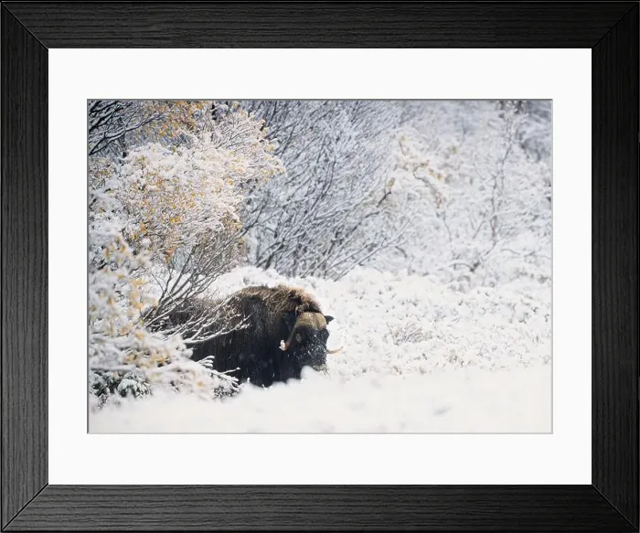Framed Print : Northern muskox in winter mountains Framed Print : Northern muskox in winter mountains