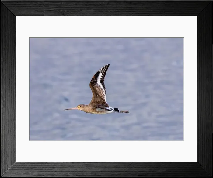 Framed Print : The Black-Tailed Godwit feeds on worms and mollusks. Photographed in Bull Island, Dublin, a key wetland Framed Print : The Black-Tailed Godwit feeds on worms and mollusks. Photographed in Bull Island, Dublin, a key wetland