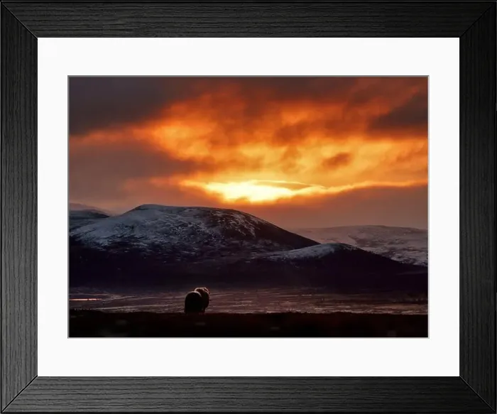 Framed Print : Northern muskox in winter mountains Framed Print : Northern muskox in winter mountains