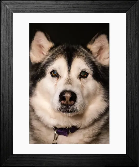 Framed Print : Portrait of an Alaskan Malamute dog on dark background Framed Print : Portrait of an Alaskan Malamute dog on dark background