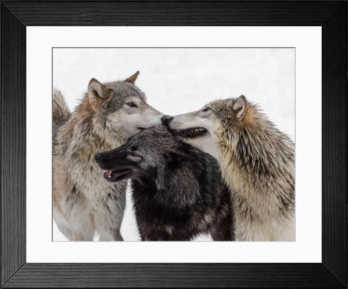 Framed Print : The gray wolf or grey wolf is native to Eurasia and N America Framed Print : The gray wolf or grey wolf is native to Eurasia and N America