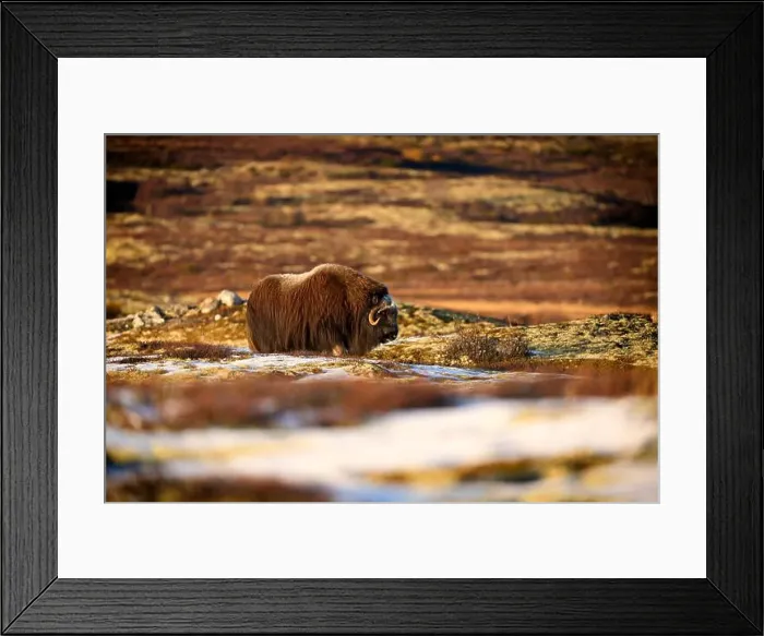 Framed Print : Northern muskox in winter mountains Framed Print : Northern muskox in winter mountains