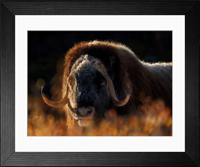 Framed Print : Northern muskox in winter mountains Framed Print : Northern muskox in winter mountains