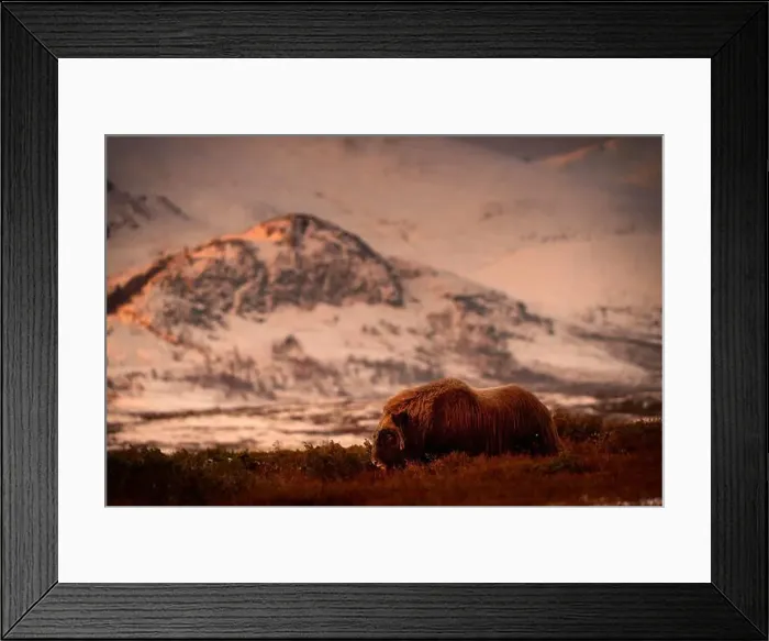 Framed Print : Northern muskox in winter mountains Framed Print : Northern muskox in winter mountains