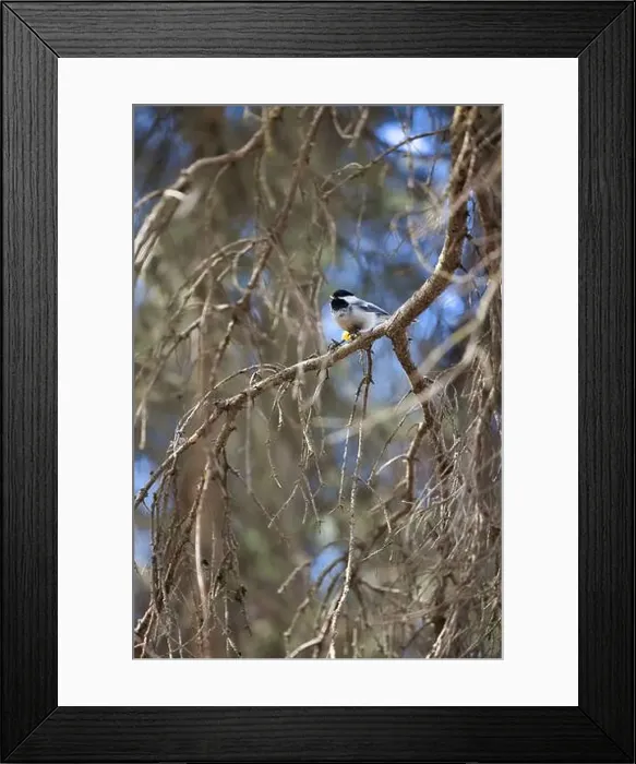 Framed Print : Chickadee on a tree branch at the zoo in Anchorage on a spring day in Alaska Framed Print : Chickadee on a tree branch at the zoo in Anchorage on a spring day in Alaska