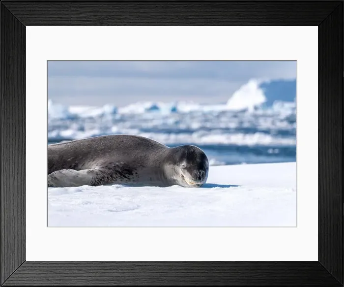 Framed Print : Leopard seal pup in Antarctica Framed Print : Leopard seal pup in Antarctica