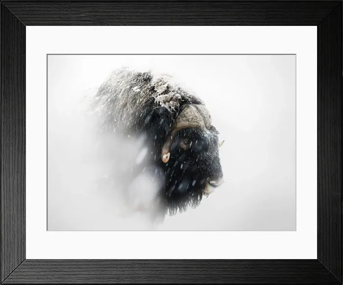 Framed Print : Northern muskox in winter mountains Framed Print : Northern muskox in winter mountains