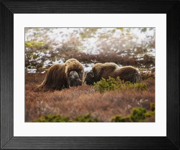 Framed Print : Northern muskox in winter mountains Framed Print : Northern muskox in winter mountains