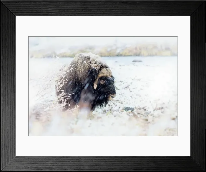 Framed Print : Northern muskox in winter mountains Framed Print : Northern muskox in winter mountains
