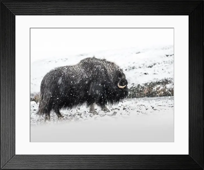 Framed Print : Northern muskox in winter mountains