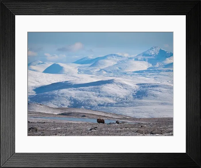 Framed Print : Northern muskox in winter mountains Framed Print : Northern muskox in winter mountains