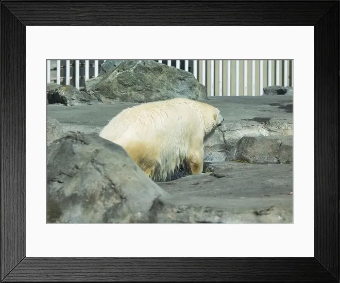 Framed Print : Polar bear getting out of the water on a spring day at the Anchorage Zoo in Alaska