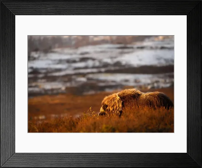 Framed Print : Northern muskox in winter mountains Framed Print : Northern muskox in winter mountains
