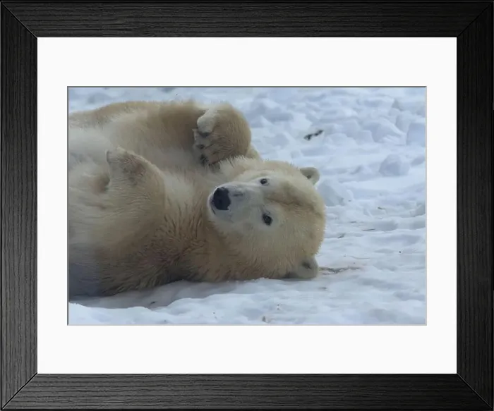 Framed Print : The polar bear living in territory of a zoo Framed Print : The polar bear living in territory of a zoo