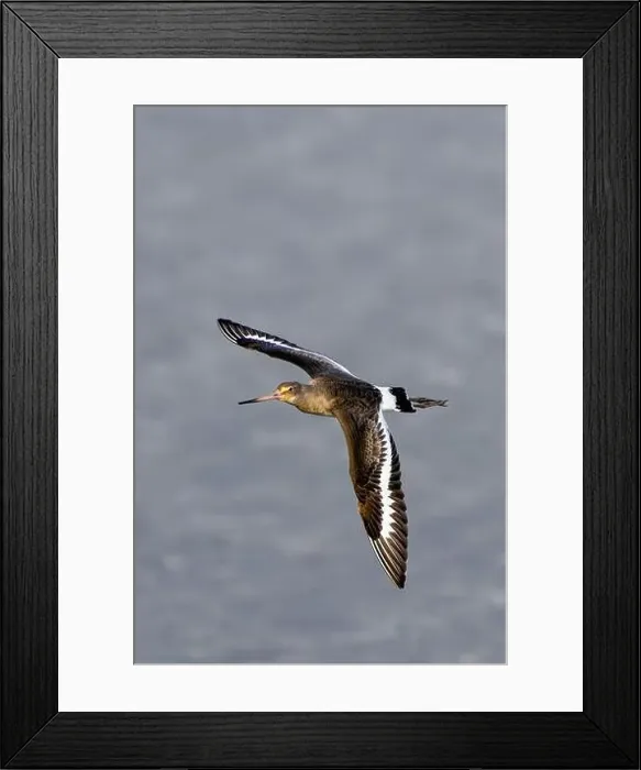 Framed Print : The Black-Tailed Godwit feeds on worms and mollusks. Photographed in Bull Island, Dublin, a key wetland Framed Print : The Black-Tailed Godwit feeds on worms and mollusks. Photographed in Bull Island, Dublin, a key wetland