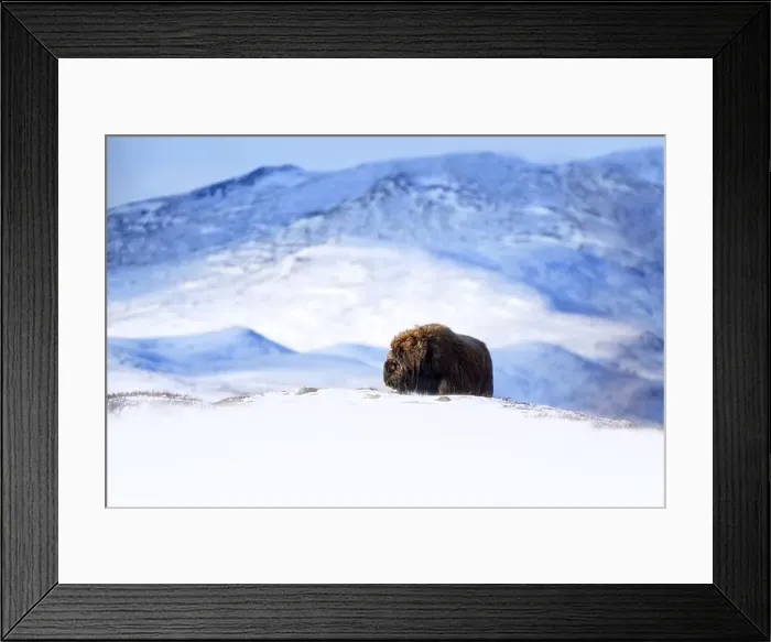 Framed Print : Northern muskox in winter mountains
