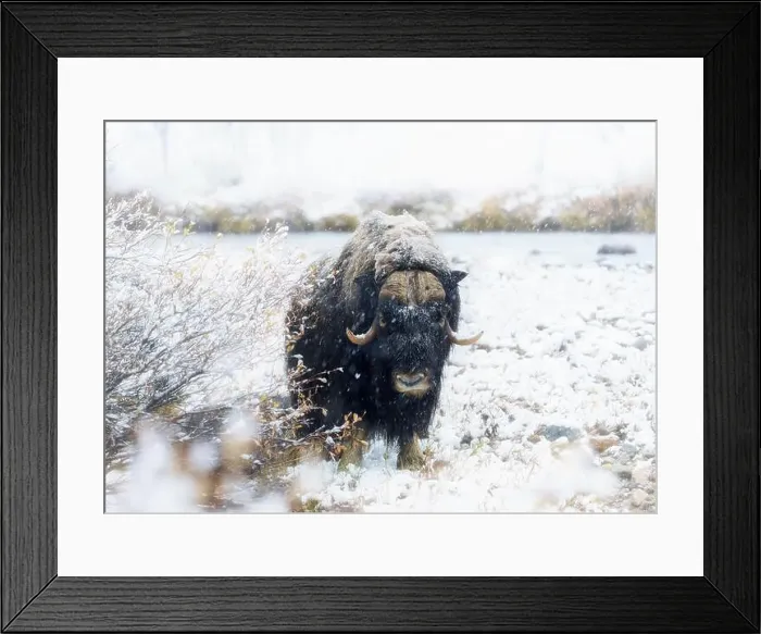 Framed Print : Northern muskox in winter mountains Framed Print : Northern muskox in winter mountains