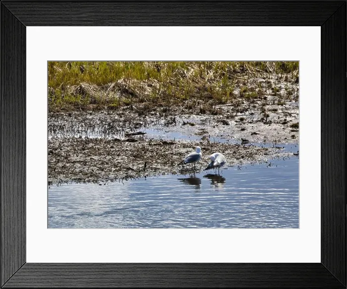 Framed Print : Two gulls standing in the water at Potter Marsh on a sunny spring day in Anchorage, Alaska Framed Print : Two gulls standing in the water at Potter Marsh on a sunny spring day in Anchorage, Alaska