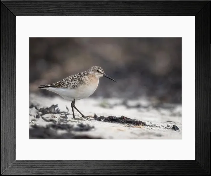 Framed Print : The Curlew Sandpiper is similar to a Dunlin Framed Print : The Curlew Sandpiper is similar to a Dunlin