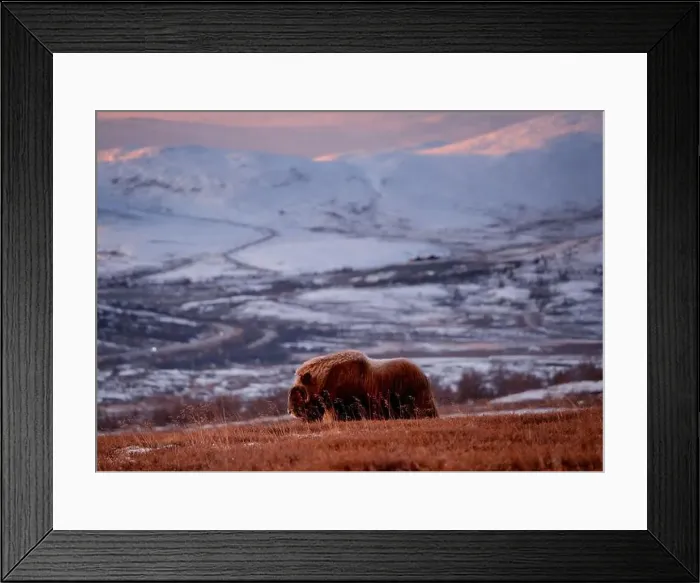 Framed Print : Northern muskox in winter mountains