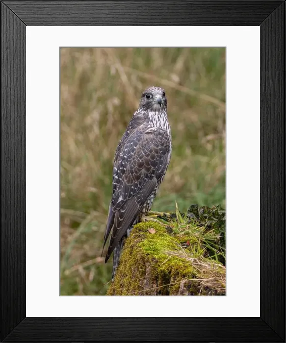 Framed Print : The Gyrfalcon is a carnivorous raptor preying on birds and mammals. Photo taken in Arctic tundra Framed Print : The Gyrfalcon is a carnivorous raptor preying on birds and mammals. Photo taken in Arctic tundra