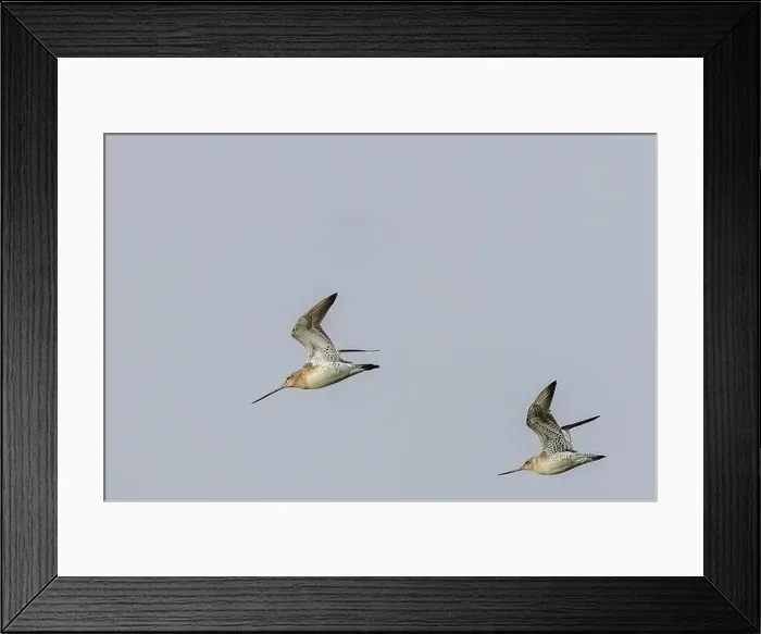 Framed Print : The Bar-Tailed Godwit feeds on worms and crustaceans. Photographed in Bull Island, Dublin, a key habitat Framed Print : The Bar-Tailed Godwit feeds on worms and crustaceans. Photographed in Bull Island, Dublin, a key habitat